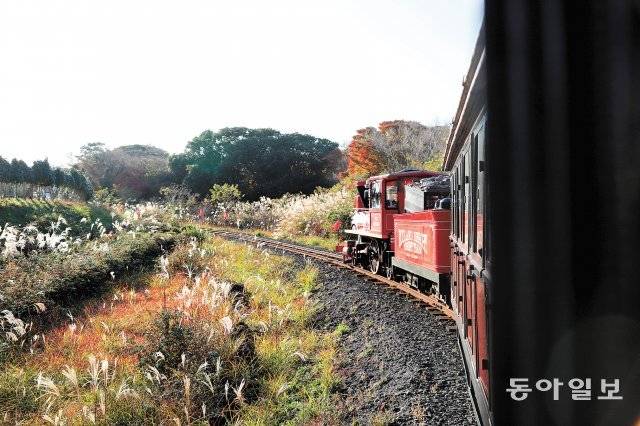 한라산의 원시림 곶자왈 숲 속을 달리는 에코랜드의 링컨기차.