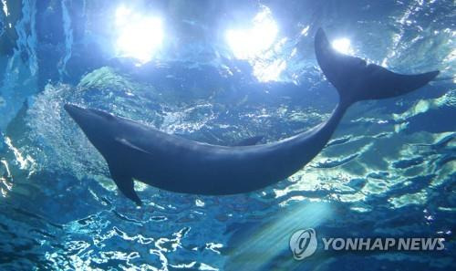 수족관의 고래. 사진은 기사와 직접 관련이 없음. [연합뉴스 자료사진]