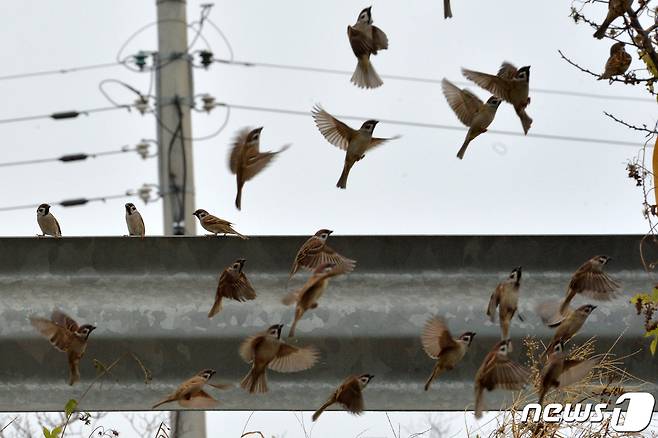 지난 23일 오전 경북 포항시 남구 오천읍 인근 도로에 있는 나무 위로 참새들이 날아오르고 있다. 2022.11.23/뉴스1 ⓒ News1 최창호 기자