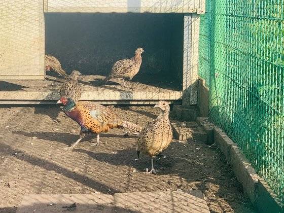 꿩은 우리나라 전역에 번식하는 흔한 텃새로 농어촌, 산간초지, 도시공원 등에서 서식하는 대표적인 사냥새인 동시에 우리 민족과 친숙한 텃새다. 우리말로는 보통 수컷을 장끼, 암컷을 까투리, 새끼는 꺼병이라고 한다. [사진 강병욱]