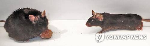 생쥐(기사와 직접 관련 없음) [올로프 레거로프(Olof Lagerlof) 제공. 재판매 및 DB금지]