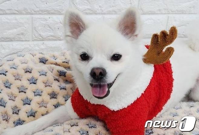 발라당입양센터에서 보호 중인 강아지(동행 제공)