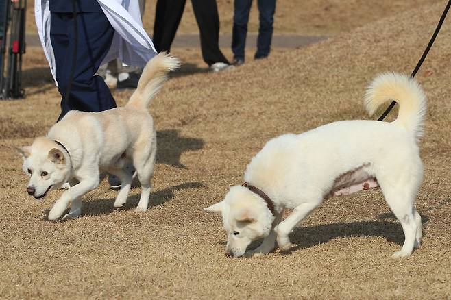 10일 오후 대구 북구 경북대학교 수의과대학 부속동물병원 앞에서 풍산개 암컷 '곰이'(오른쪽)와 수컷 '송강'이가 대학 관계자와 함께 산책하고 있다./뉴스1