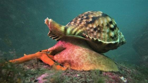 백도 바닷속에서 멸종위기 1급인 나팔고둥이 불가사리를 사냥하는 모습이 포착됐다. 국립공원을지키는시민의모임·국립공원공단