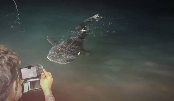 백도 인근 해상에서 거문도 주민들에 의해 발견된 고래상어. 국립공원을지키는시민의모임