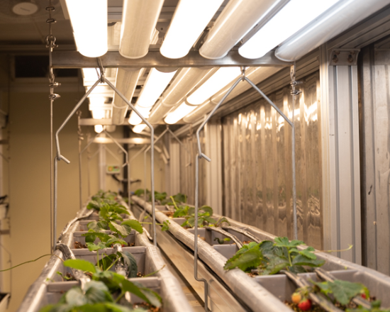 LED 조명 전문 기업 DSE가 선보인 식물 생장 조명. 사진 제공=디에스이