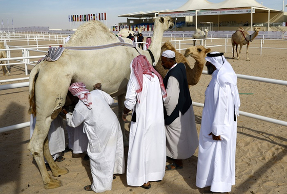 카타르 낙타.  〈사진-로이터·연합뉴스〉