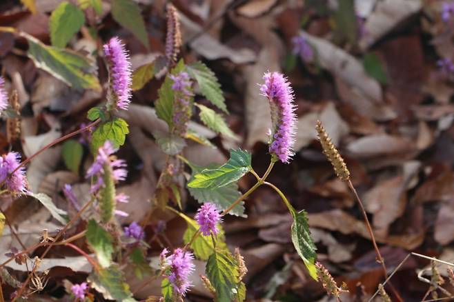 창덕궁 후원 꽃향유. 꽃이 한쪽으로만 치우쳐 칫솔 모양이다.