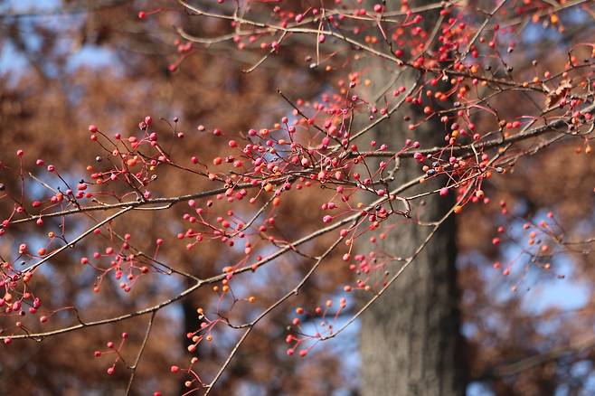 창덕궁 후원 팥배나무 열매.
