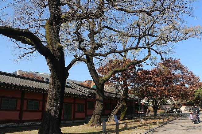 창덕궁 회화나무 무리. 돈화문을 지나자마자 있다.