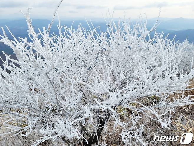 무등산 국립공원 정상에 겨울이 성큼 찾아왔다. 광주전남 지역에 한파경보가 발효된 30일 무등산에는 올 겨울 처음으로 상고대가 피었다. 이날 오전 무등산 최저기온은 -7.7도를 기록했다. 상고대는 나무나 풀에 내려 눈처럼 얼어붙은 서리를 말한다. (무등산국립공원사무소 제공) 2022.11.30/뉴스1 ⓒ News1 박준배 기자