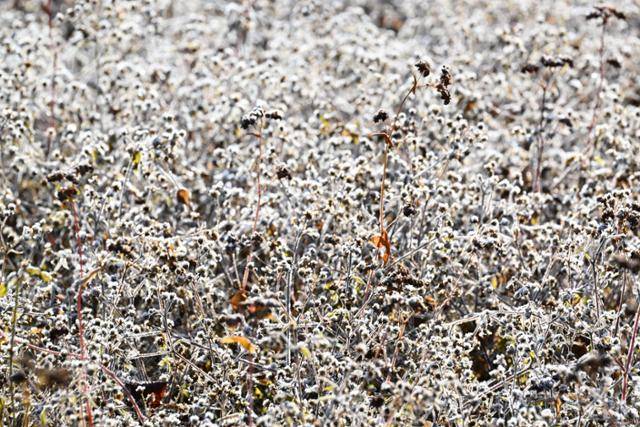 겨울로 들어선 강원 영월군 동강 인근 메밀밭에 서리가 하얗게 내려앉았다.