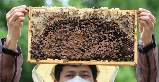 서울 성동구 서울숲 꿀벌정원에서 도시 양봉을 하는 사회적 기업 ‘어반비즈서울’ 관계자가 벌통을 확인하고 있다. 유엔은 살충제·면역력 약화·기후변화 등 지구상에서 사라지고 있는 벌을 기념하기 위해 매년 5월20일을 세계 꿀벌의 날(World Bee Day)로 지정했다. 뉴스1