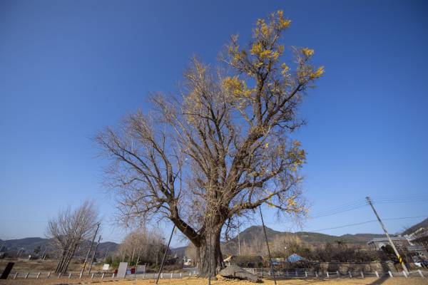 하멜 일행이 움막을 짓고 살았던 성동리 은행나무.