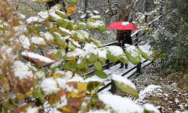 서울 지역에 첫눈이 내린 2021년 11월 10일 서울 종로구 북악산에서 한 시민이 눈 덮인 산책로를 우산을 쓰고 걸어가고 있다. 세계일보 자료사진