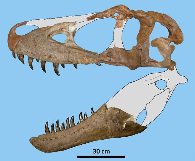 신종 다스플레토사우루스 윌소니의 두개골을 나타낸 이미지. 뼈로 된 부분은 실제로 발굴된 것이다. / 사진=엘리아스 워쇼, 덴버 파울러