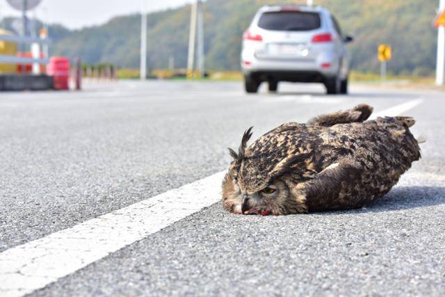 차량과 충돌해 도로 위에 쓰러져 있는 수리부엉이. 충남야생동물관리센터 제공