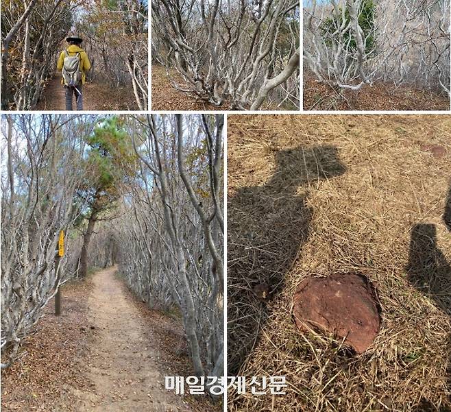 분화구 주변 소사나무 군락지 / 사진=홍지연 여행+ 기자