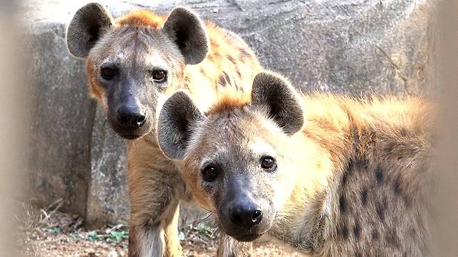 서울어린이대공원 동물원에 사는 점박이 하이에나들. 왕준열PD