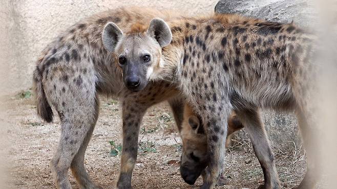 점박이 하이에나 '수컷' 둠바(앞), '암컷' 움바(뒤). 왕준열PD