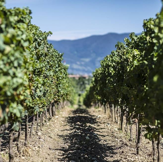 벨라비스타 포도밭.