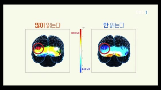 '당신의 문해력'의 한 장면. 책을 많이 읽는 사람들과 읽지 않는 사람들의 전전두엽 활성화 정도를 비교한 모습. 책을 많이 읽는 사람일수록 활성화 정도가 높은 붉은색을 띄고 있다. 사진 EBS