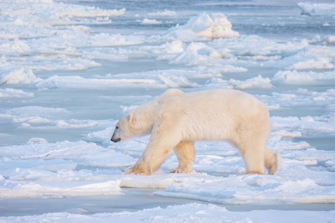 전 세계 정상이 모여 생물다양성 문제를 논의하는 COP15 회의가 12월 7~19일 캐나다 몬트리올에서 개최된다. 게티이미지뱅크