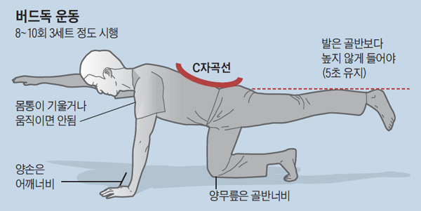 버드독 동작/사진=헬스조선DB