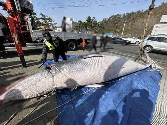 지난 경주 포항시 양포항 앞바다에서 그물에 걸려 죽은 채 발견된 밍크고래. 사진 포항해양경찰서