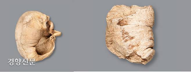 동삼동 패총에서 출토된 혹등고래의 고실골(귀뼈·왼쪽)와 대왕고래의 뼈조각. 출토된 혹등고래의 귀뼈는 길이 93.7mm, 최대폭 86.7mm, 두께 53.4mm에 이른다. 대왕 고래의 뼈조각(오른쪽)은 77.8mm, 두께 63.4mm 정도이다. 혹등고래와 대왕고래는 올해 최고의 화제작인 드라마 ‘이상한 변호사 우영우’에 등장하면서 유명세를 탔다.|동삼동패총전시관 제공
