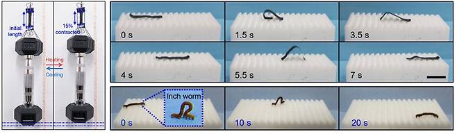 1kg 아령을 들어올리는 인공근육 섬유 다발(왼쪽), 실제 자벌레 움직임보다 빠른 이동속도를 보여주는 인공자벌레(오른쪽).[KAIST 제공]