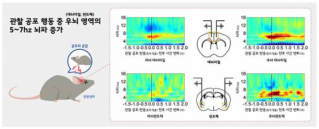 우뇌 대뇌피질-편도체 뇌파 동기화에 따른 공감 기능 유도.[IBS 제공]
