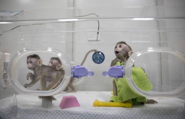 2019년 1월 22일 중국과학원 산하 상하이 신경과학연구소가 복제한 원숭이 5마리가 케이지에 갇혀 있다. 기사 내용과 관련 없는 사진입니다. 상하이=신화 연합뉴스