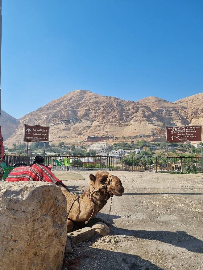 이스라엘 여리고의 시험산 앞 풍경. 낙타 한 마리가 손님을 기다리고 있다. /김한수 기자