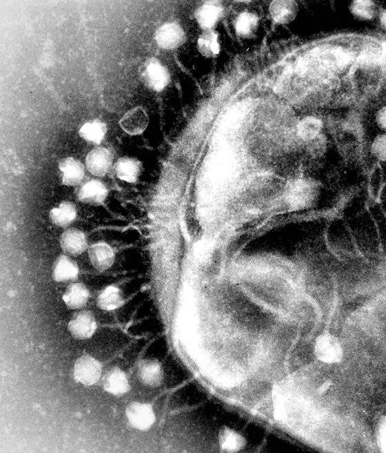 대장균 표면에 붙어있는 T1 박테리오파지. 박테리오파지는 세균을 공격하는 바이러스다. [중앙포토]