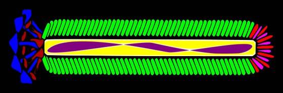 박테리오파지 M13 [위키피디어]
