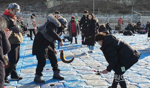 홍천강 꽁꽁축제장 부교낚시터에서 방문객이 대형누치를 잡아올리자 축제 관계자가 도와주고 있다.[강원도민일보 자료사진]