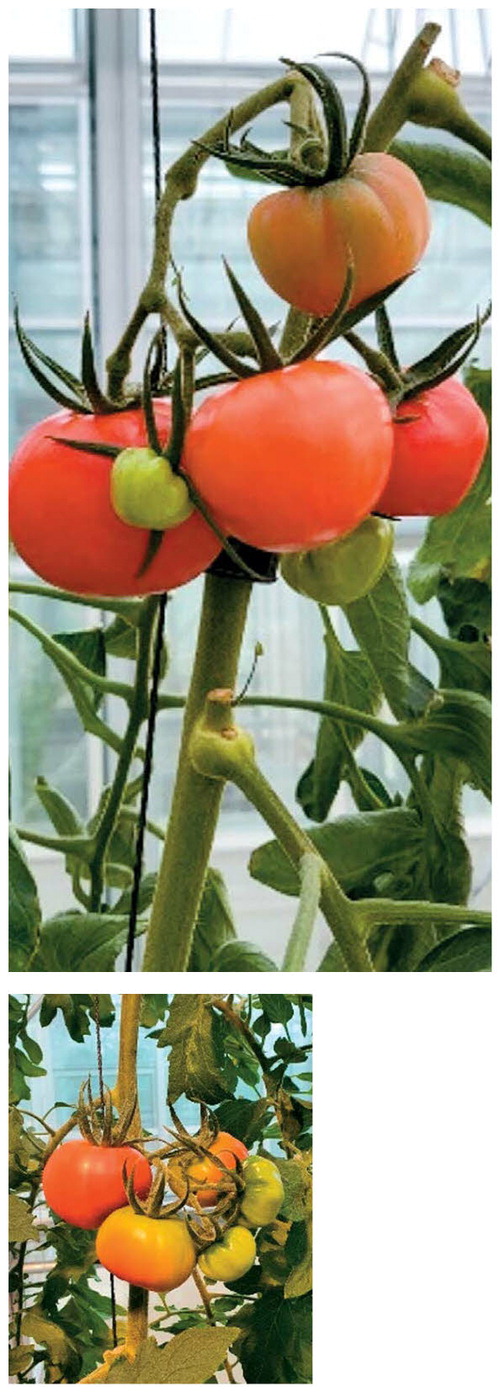 유전자 가위 기술을 적용해 개발한 프로비타민D3 함유 토마토(위)와 일반적인 토마토(왼쪽)다.