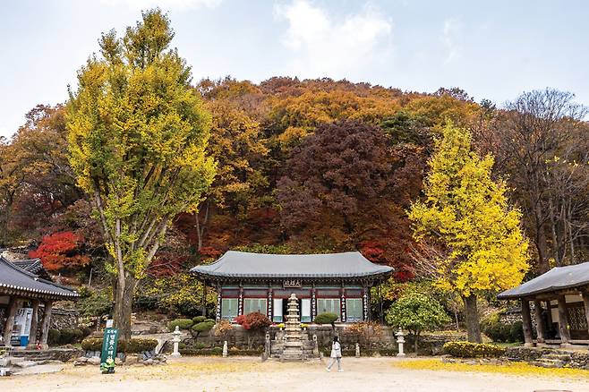 대웅전 앞에 잘생긴 은행나무가 경내를 환하게 밝혀주고 있다.