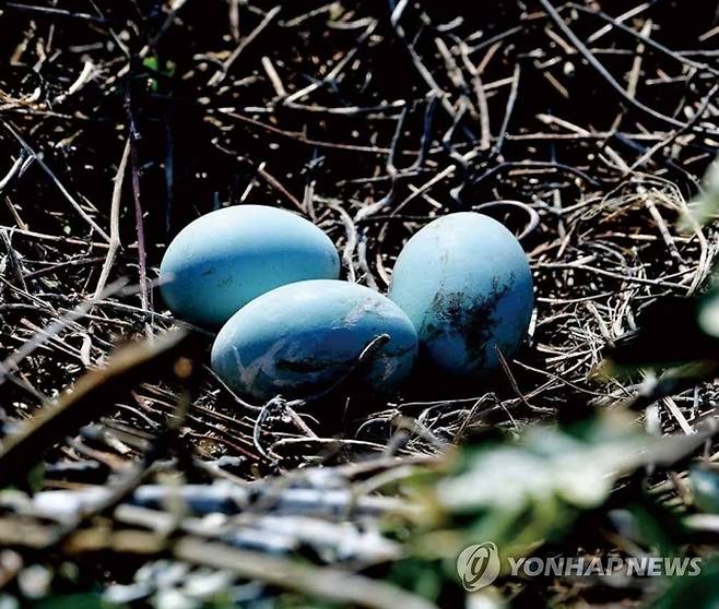 둥지에 있는 왜가리 알 (제주=연합뉴스) 제주시 조천읍 앞 해안에 있는 작은 섬 '다려도' 왜가리 둥지에 있는 알. 2022.12.7 [제주도 민속자연사박물관 제공. 재판매 및 DB 금지] koss@yna.co.kr