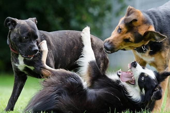 인간은 개가 표현하는 감정 중 공격성을 잘 알아채지 못한다는 사실이 드러났다. Katrin B 제공