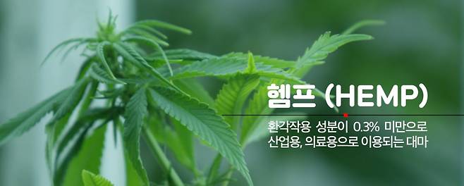 “이래도 돼?” 이게 다 ‘대마밭’ 이라니, 여기가 한국 실화냐