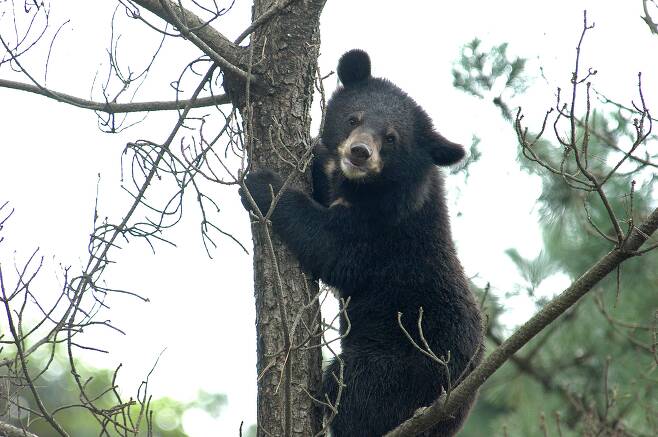 지리산 반달가슴곰이 나무에 올라가 있는 모습. 기사 내용과는 무관함. /국립공원공단 제공