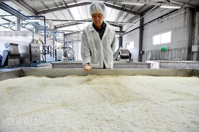 [저작권 한국일보] 포천일동막걸리의 직원이 발효실에서 막걸리 원료가 되는 증자된 밀가루를 살펴보고 있다. 고영권 기자
