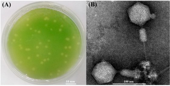 시아노파지가 남세균을 죽인 결과 배양접시에 투명한 부분이 생겨났다(A). 사이노파지의 전자현미경 사진(B). [자료: Viruses, 2022]