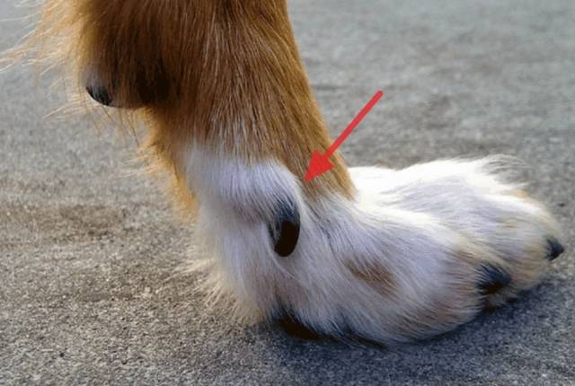 며느리발톱은 늑대, 고양이 등이 나무나 절벽을 타고 오르는데 사용하는 다섯째 발가락이다. 개는 인간의 반려동물로 진화하는 과정에서 며느리발톱이 점차 퇴화했다.