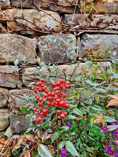 지난해 11월7일 경기 남양주시 조안면 한옥레스토랑 고당 뒤뜰에 핀 남천 열매가 싱그러운 푸른 잎과 잘 어우러진다.