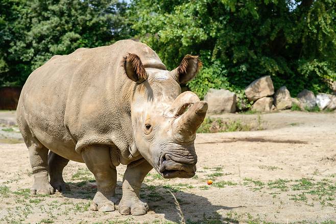 2015년 체코의 동물원에서 죽은 수컷 북부흰코뿔소 나비레. 과학자들이 이 코뿔소의 피부세포를 정자와 난자가 될 원시생식세포로 분화시키는 데 성공했다./Khalil Baalbaki