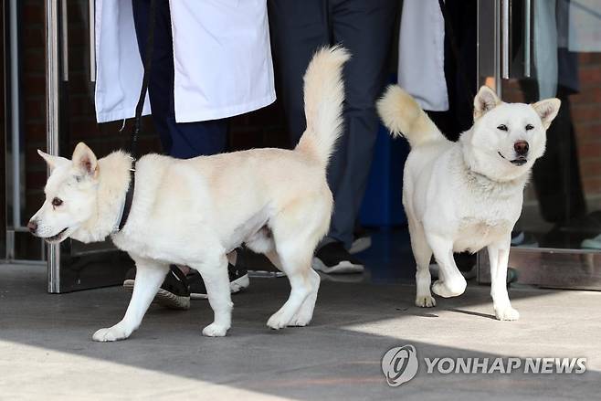 경북대 동물병원서 지내는 풍산개 '곰이'·'송강' [연합뉴스 자료사진]