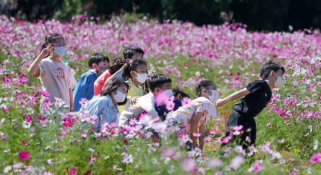 9월 29일 광주광역시 북구 동림동 산동교 친수공원 일대에 코스모스가 피었다. 나들이 온 어린이집 원생들이 꽃밭에서 추억을 남기고 있다. /조선DB